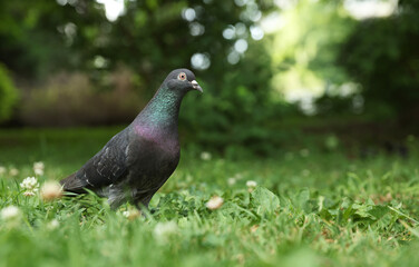 Beautiful dark dove on green grass outdoors, space for text