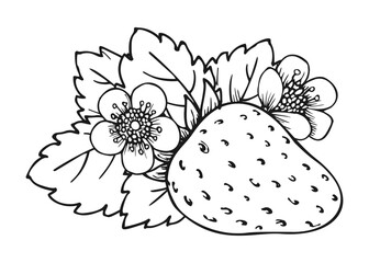 Sweet strawberry hand drawn sketch. Forest berries branch. Coloring book line art of healthy fresh farm organic berry harvest. Blossom bush with juicy strawberries, flowers and leaves closeup