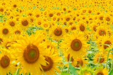 Fototapeta premium ひまわり畑