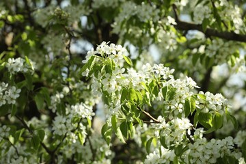Tree with beautiful white blossom outdoors on spring day