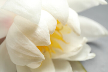 Naklejka na ściany i meble Beautiful blooming white lotus flower on table, closeup.
