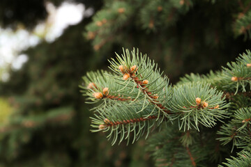 Beautiful branch of coniferous tree, closeup view