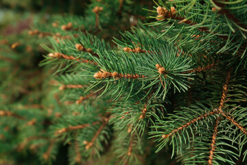 Beautiful branches of coniferous tree, closeup view