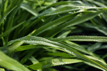 Green grass with water drops as background, closeup