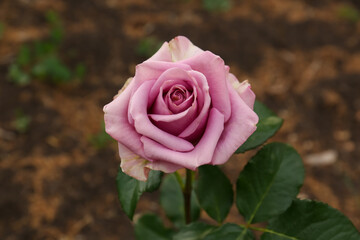 Beautiful blooming violet rose outdoors, closeup view