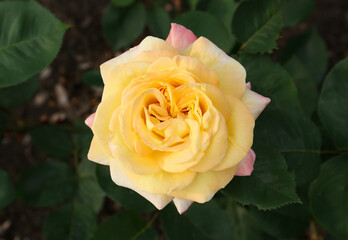 Beautiful blooming yellow rose outdoors, closeup view