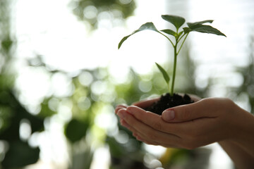 Fototapeta na wymiar Woman holding green pepper seedling against blurred background, closeup. Space for text
