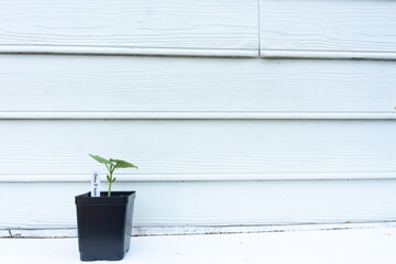  A green bean plant seedling against a white wall with a name tag