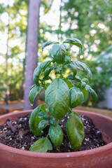 A green basil plant growing in a pot in summer