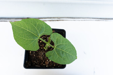 Close-up image of the leaves of a growing green bean seedling in a pot aaginst a white background