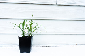 A lemongrass plant with a blank plant tag in a pot against a white wall