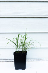 A small potted green lemongrass plant against a white wall ready for harvest