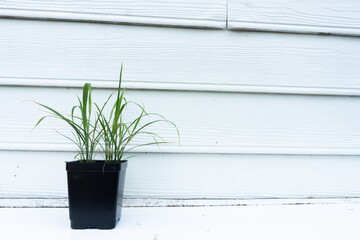 Close-up image of a lemongrass plant growing in a pot in summer