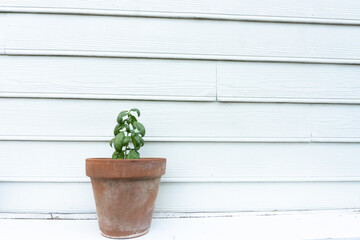 A basil plant grows in a ceramic pot against the side of a white house