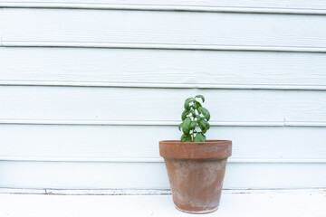 A basil plant in a ceramic pot against a white wall in summer
