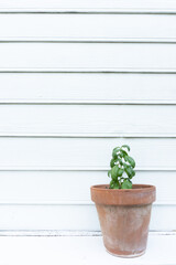 Vertical image of a potted basil plant against a white wall with siding; copy space