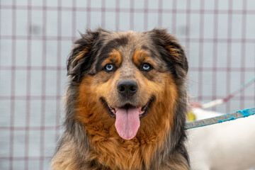 A large golden retriever and Australian Shepard mixed adult dog with blue eyes, brown, red and...