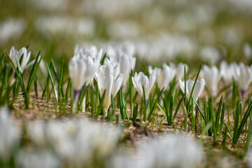 beautiful spring crocus, or giant crocus (crocus vernus) in the alps