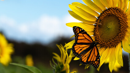 Monarch Butterfly On Sunflower