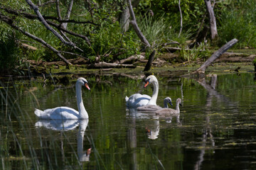 Naklejka na ściany i meble A family of mute swans swimming in a wetland 