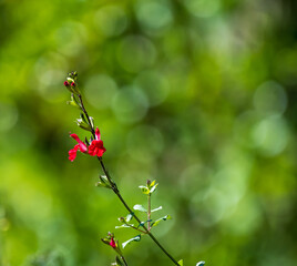 red flowers