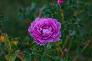 pink rose in garden