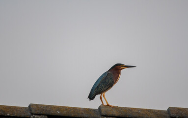 Green Heron