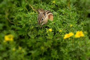 Chipmunk feeding on aster seeds in Nighthawk Gardens;  Laramie, Wyoming