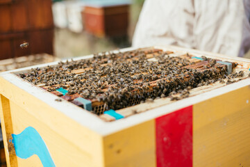 pszczelarstwo pszczoły miód natura - obrazy, fototapety, plakaty