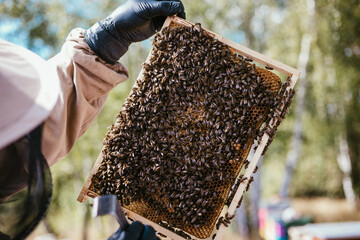 pszczelarstwo pszczoły miód natura - obrazy, fototapety, plakaty