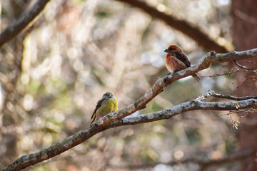 朝の森のイスカのペア
