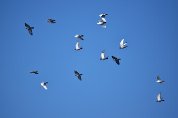 春の青空を飛ぶハトの群れ