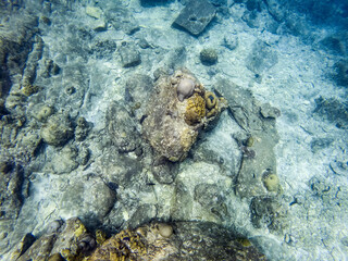 Beautiful underwater view at Lang Tengah Island, Malaysia