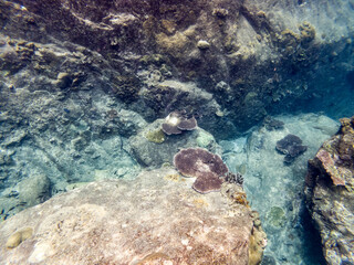 Beautiful underwater view at Lang Tengah Island, Malaysia