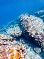 Snorkelling underwater view at Redang Island Malaysia