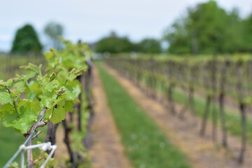 Fototapeta na wymiar Blurry rows of grapevines at winery in spring with selective focus