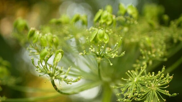 Giant hogweed achenes detail Heracleum mantegazzianum bloom flower blossom cartwheel-flower, western honey bee flying insects blooming saw invasive Caucasus Eurasia cow parsley hogsbane