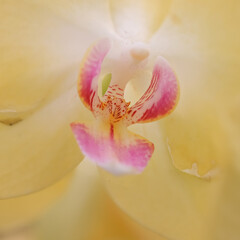 Inside details of pink and yellow Orchid flower.