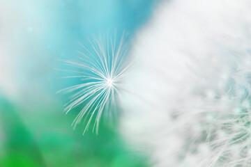 Macro dandelion seeds in soft blue and green tones