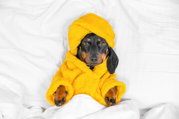 Dachshund puppy in bathrobe and with yellow towel wrapped around head like turban is lying in bed under duvet. Dog is waiting spa treatments or massage, or going to sleep after taking shower top view.