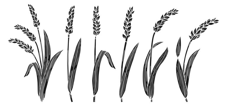 Wheat ear engraving set. Agricultural abundance ink stamp, flour production. Cereals ripe spike wheat collection. Design farm elements, organic vegetarian bread or beer packaging label vector
