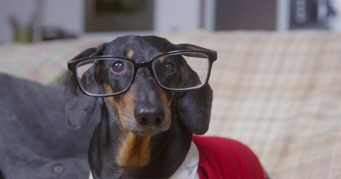 Funny dachshund dog in a knitted red jacket and glasses looks around with a serious look, close up. Portrait of pet dressed up in the image of an old pensioner, front view