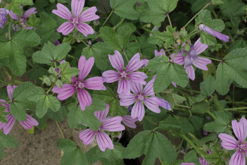 pink flowers in the garden