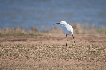 An elegant white egret perched near the water. Little egret, Egretta garzetta.