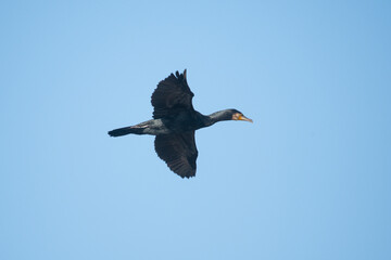 A great cormorant, Phalacrocorax carbo, flying under a blue sky.