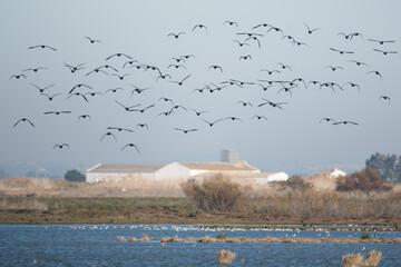 Flock of birds flying over an area of marsh and rice with agricultural constructions in the background.