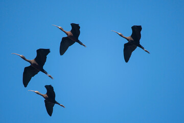 Four Glossy ibis, Plegadis falcinellus, flying under a blue sky