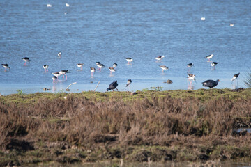 Doñana, natural landscape of marsh with waterfowl of different species feeding. Birds of the species Porphyrio porphyrio and Himantopus himantopus.