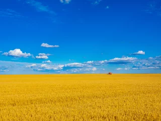 Foto op Plexiglas Harvesting barley on the Canadian prairies © Cliff LeSergent