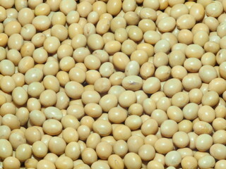 Close up of soybeans for use as a background.